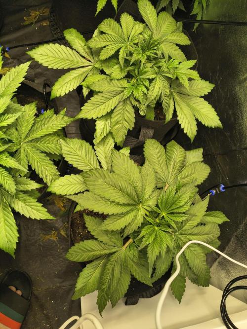 Banana Purple Punch , Gelato. Week 4