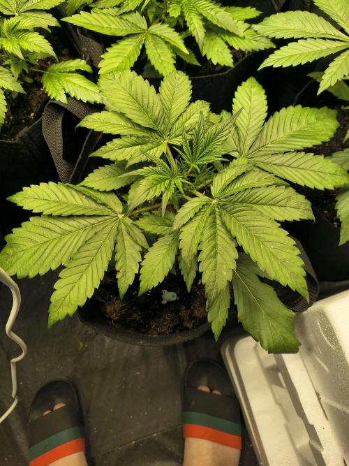 Banana Purple Punch , Gelato. Week 4