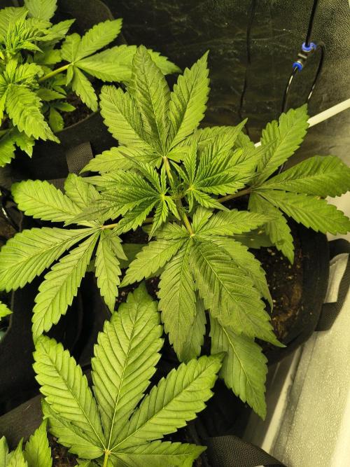 Banana Purple Punch , Gelato. Week 4
