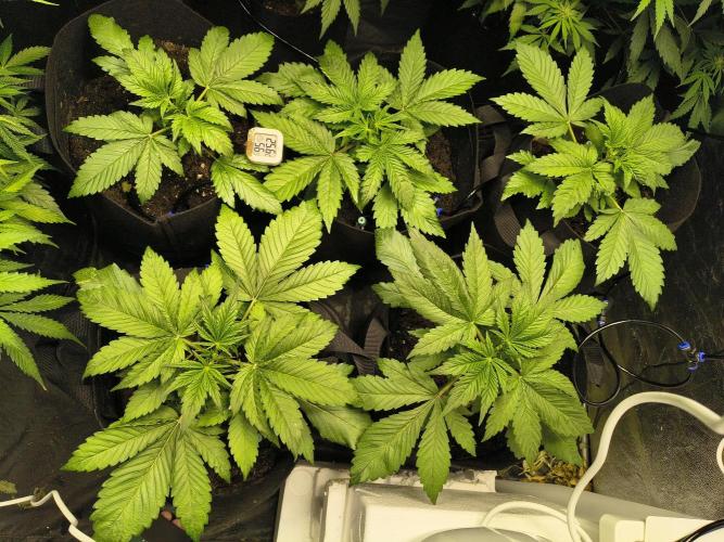 Banana Purple Punch , Gelato. Week 4