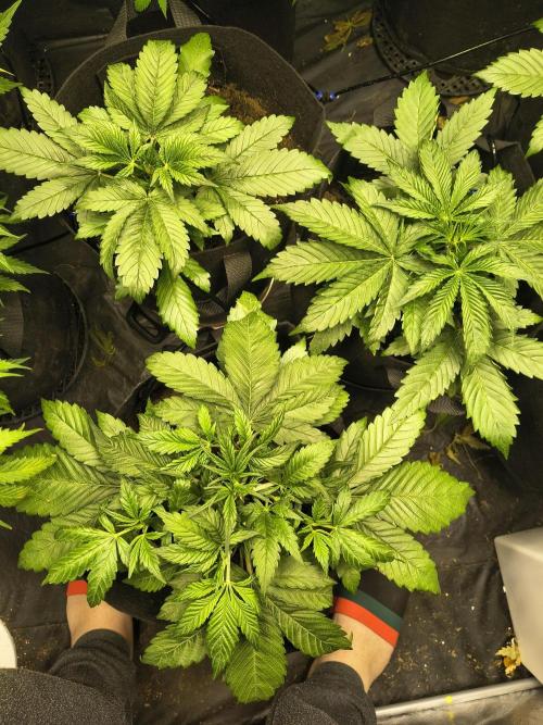 Banana Purple Punch , Gelato. Week 4