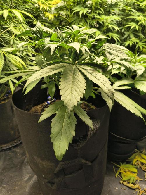 Banana Purple Punch , Gelato. Week 4