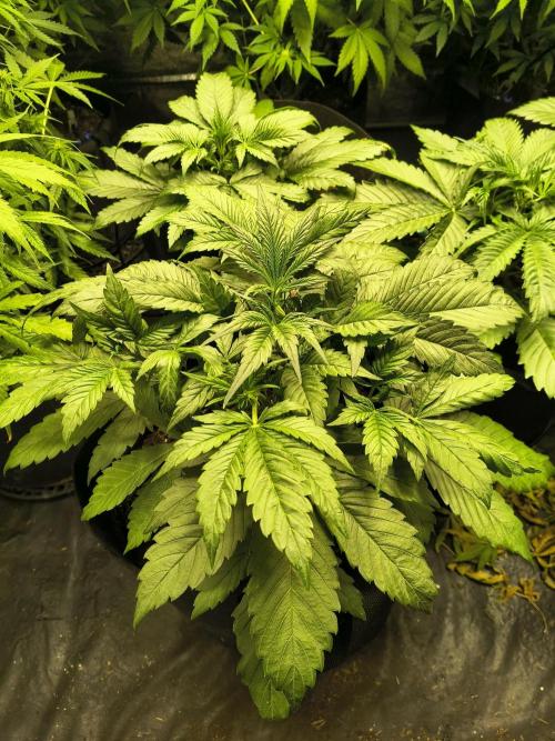 Banana Purple Punch , Gelato. Week 4