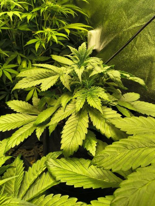 Banana Purple Punch , Gelato. Week 4