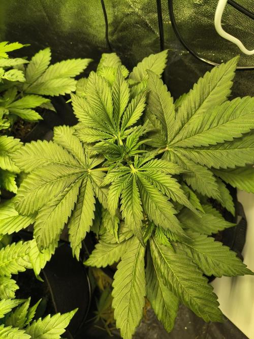 Banana Purple Punch , Gelato. Week 4