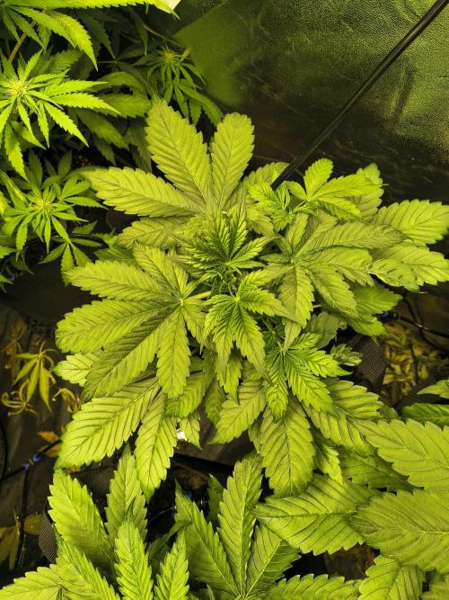 Banana Purple Punch , Gelato. Week 4