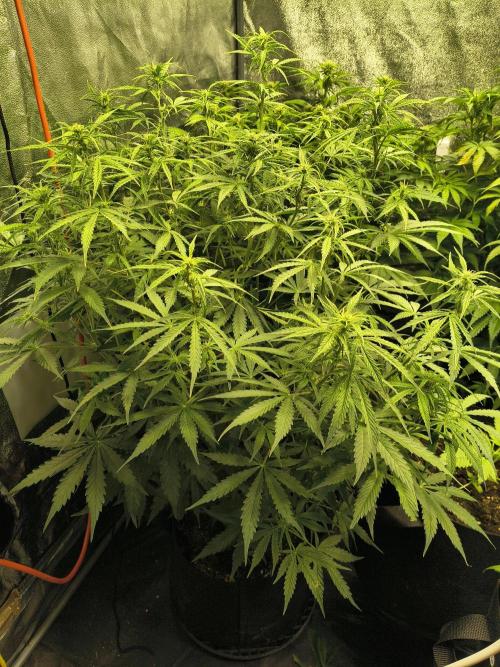 PM Auto. Week 8