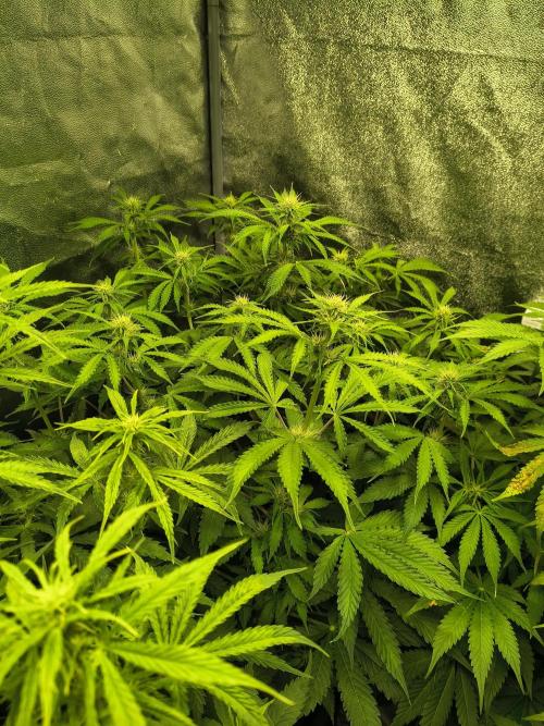 PM Auto. Week 8