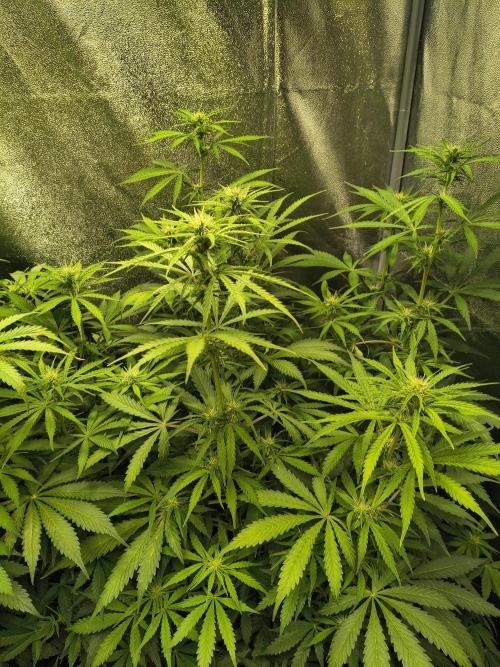 PM Auto. Week 8