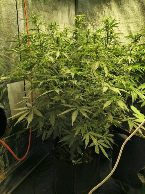 PM Auto. Week 8