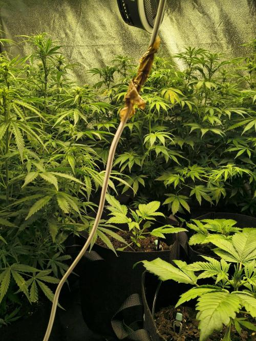PM Auto. Week 8