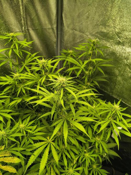 PM Auto. Week 8