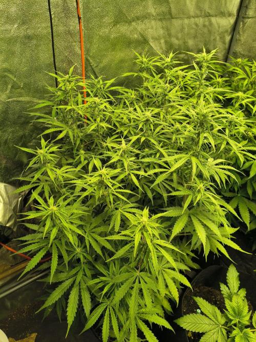 PM Auto. Week 8
