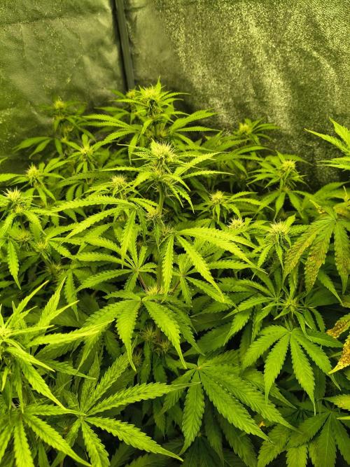 PM Auto. Week 8