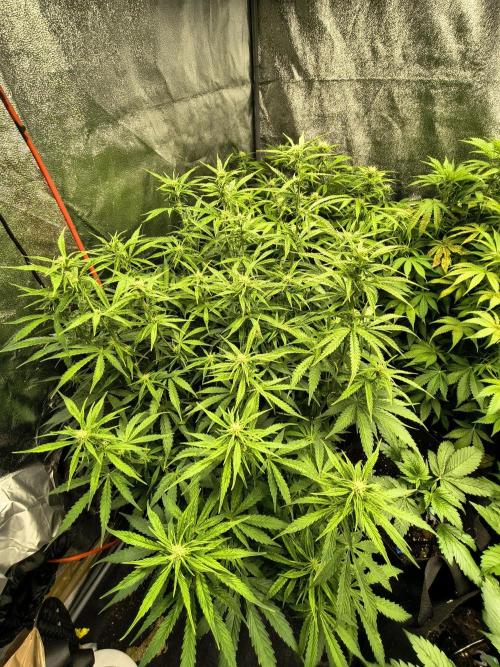 PM Auto. Week 8