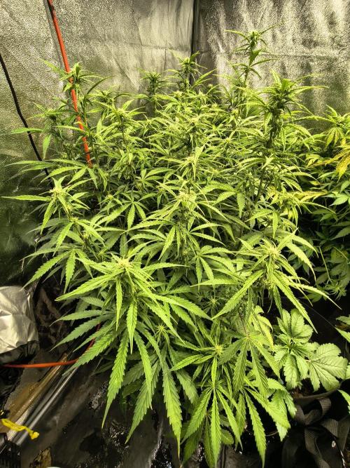 PM Auto. Week 8