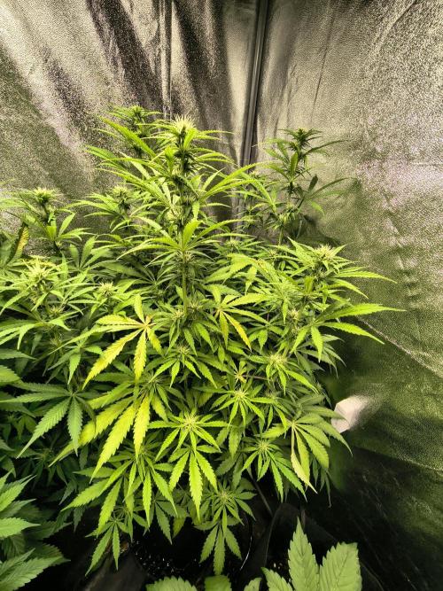 PM Auto. Week 8