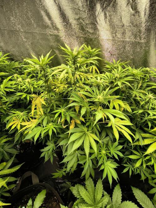 PM Auto. Week 8