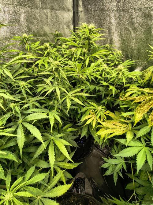 PM Auto. Week 8