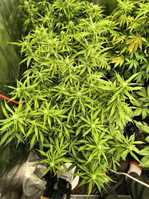 PM Auto. Week 8