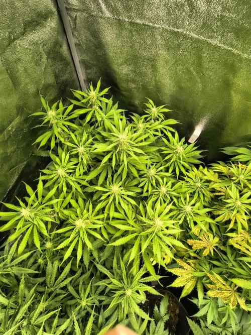 PM Auto. Week 8