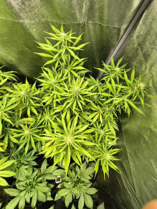 PM Auto. Week 8