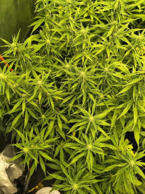 PM Auto. Week 8