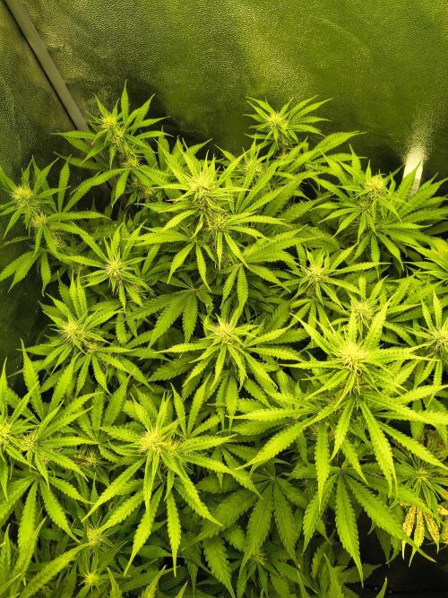 PM Auto. Week 8