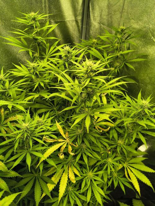PM Auto. Week 8