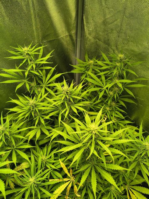PM Auto. Week 8