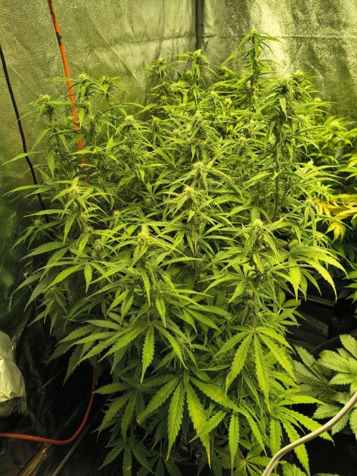 PM Auto. Week 8