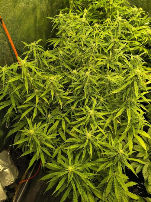 PM Auto. Week 8