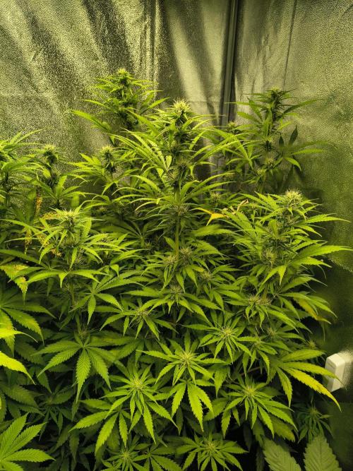 PM Auto. Week 8
