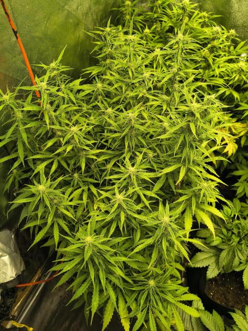 PM Auto. Week 8