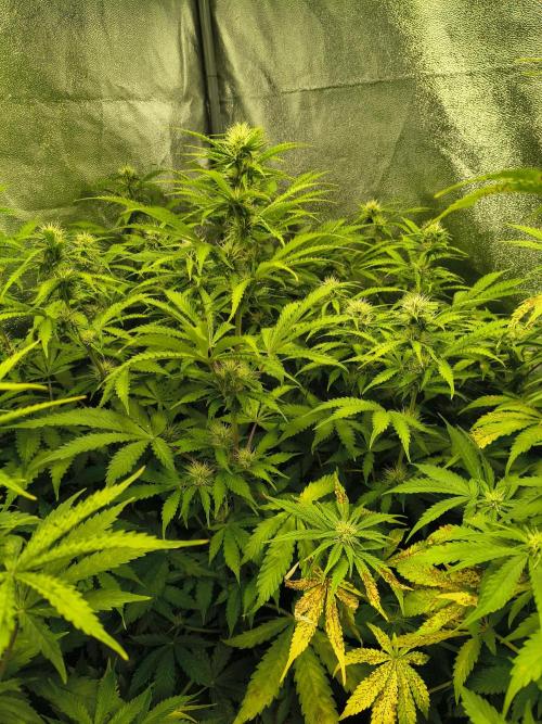 PM Auto. Week 8