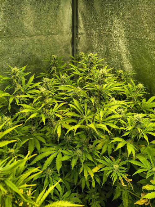 PM Auto. Week 9