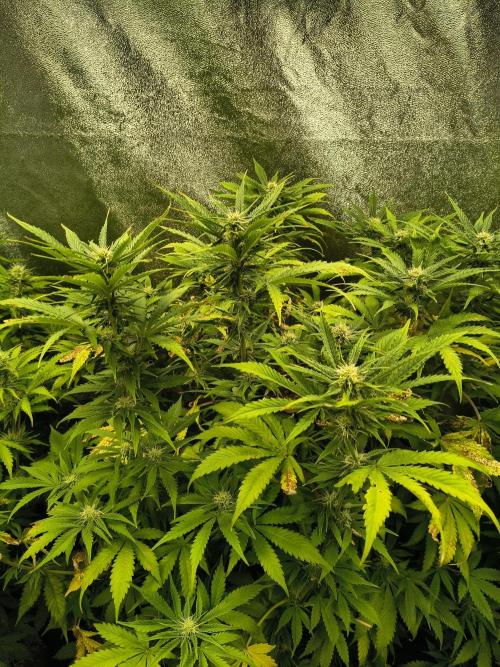 PM Auto. Week 9
