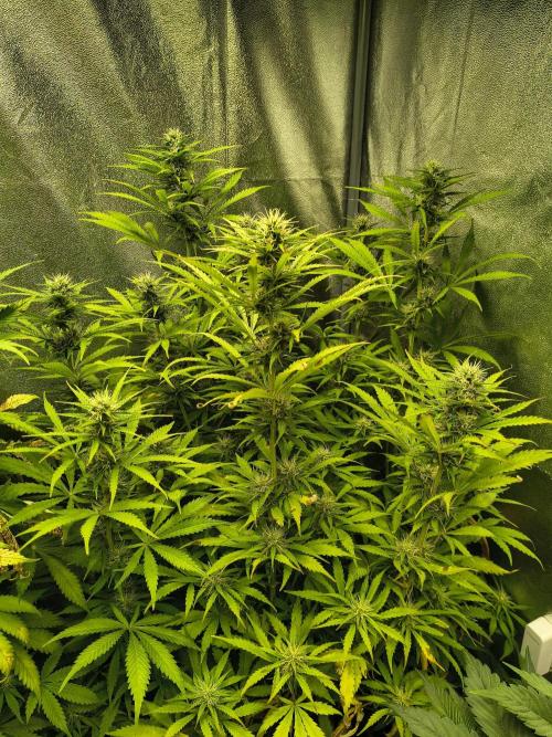 PM Auto. Week 9