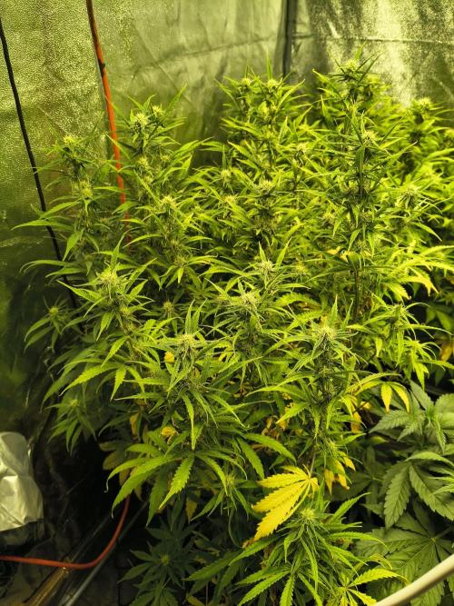 PM Auto. Week 9