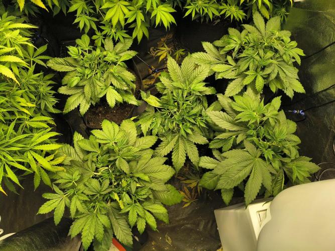 PM Auto. Week 9