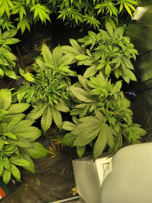 PM Auto. Week 9