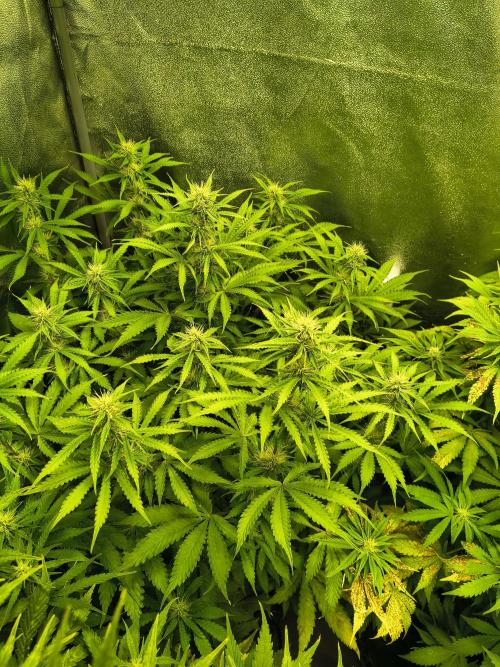 PM Auto. Week 9