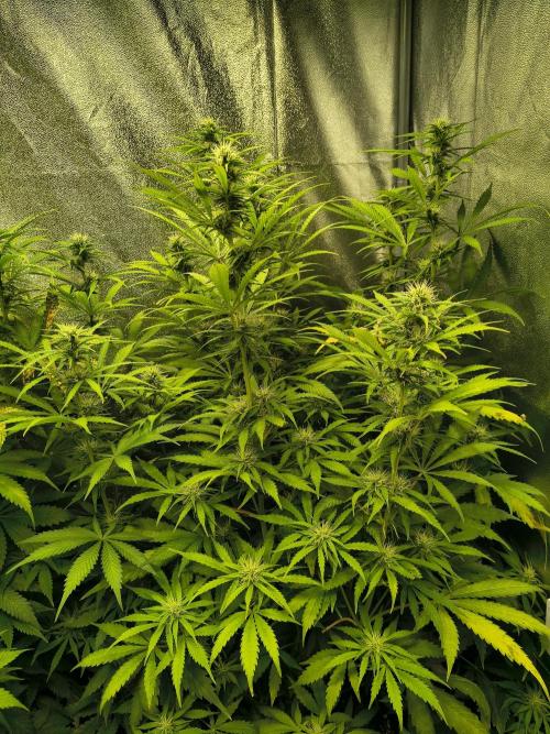 PM Auto. Week 9