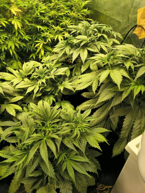 Banana Purple Punch , Gelato. Week 5