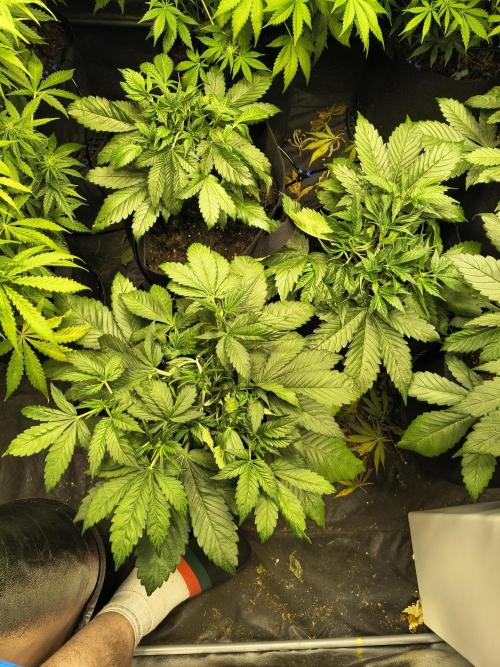 Banana Purple Punch , Gelato. Week 5
