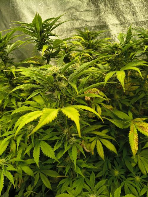 PM Auto. Week 9