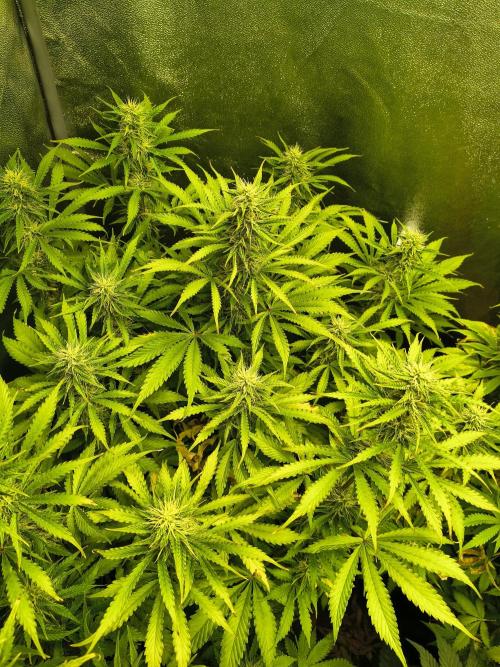 PM Auto. Week 9