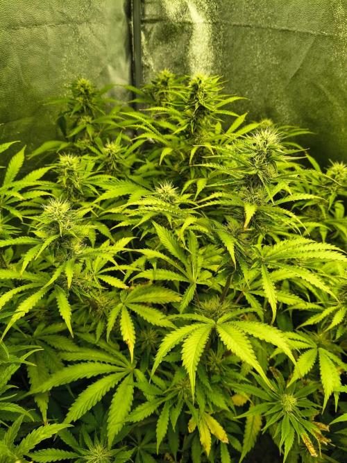 PM Auto. Week 9