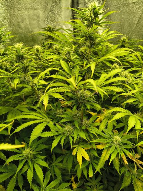 PM Auto. Week 9
