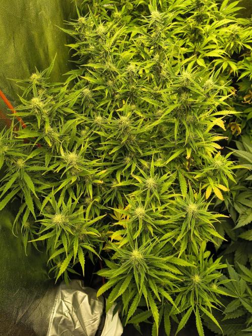 PM Auto. Week 9